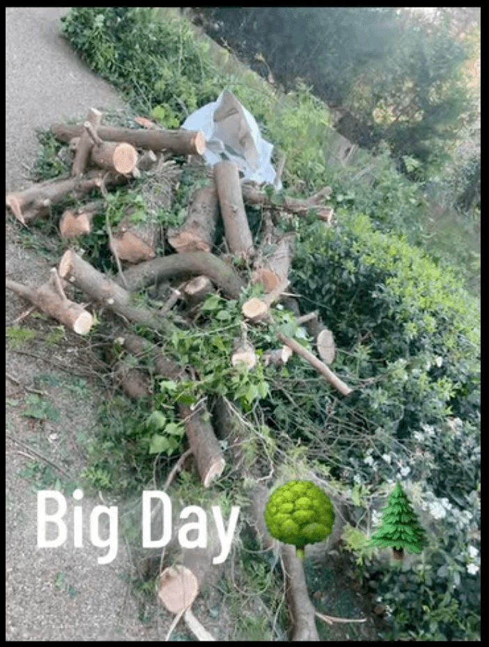 Pile of freshly cut tree branches and logs after a clearance — captioned 'Big Day'.